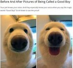 dog.jpg