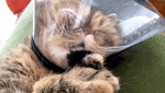 ezgif.com-optimize-3.gif