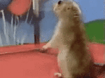 c89da32d-7d30-4ab0-9e5e-accf28f942da.gif