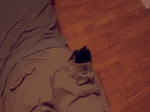 1732729257365.gif