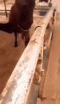 1733176481732.gif