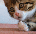 1000001827.gif