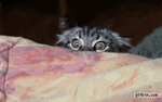 81b0e50ac746c6c7c10fc453a15861c0bd4db535308be2176fae396fa2a7d7ac_1_large.gif
