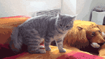 1ca2b31c459e7f7502b3097db2199a27.gif