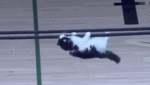 giphy-22.gif