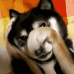 giphy-15.gif