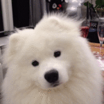 confused dogs.gif