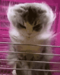 angry-cat-kitten.gif