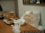 the-fuck-is-this-cat.gif