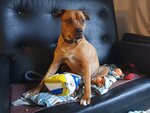 EllaWithBall2.jpg EllaWithBall2.jpg