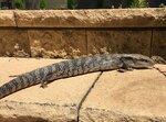 blue-tongue2.jpg