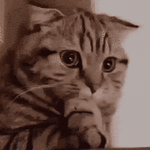 ezgif.com-gif-maker-5.gif