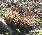 Echidna.jpg