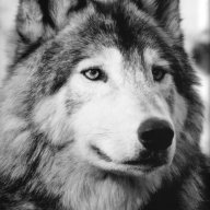 The Rogue Wolf