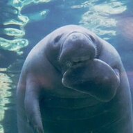 Majestic_Manatee
