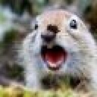 ArcticSquirrel