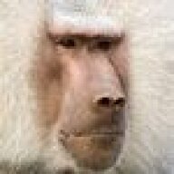 Monkeybald