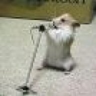 Sheepy Sheep