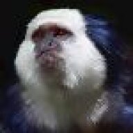 Bad Marmoset