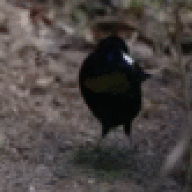 Pebblig