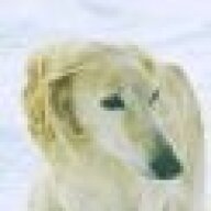 Saluki_princess