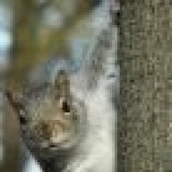 Angry_squirrel