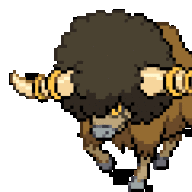 Islandbuffilo