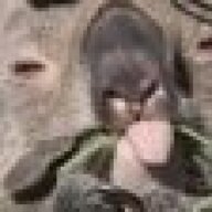 KoalaKid