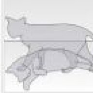 quantumcat
