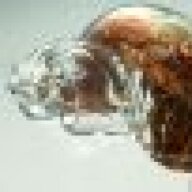 Symplesiomorph