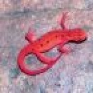 Newt