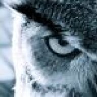Odd Owl