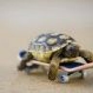 DelinquentTurtle