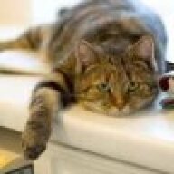 ritterjcat