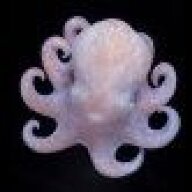 GenderNeutralOctopus