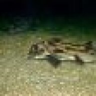 Ghostshark