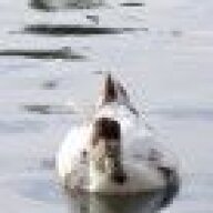 SecretDuck