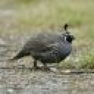 Callipepla