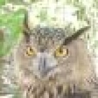 dunniteowl