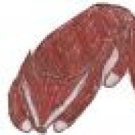 foxnsocks