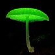 The Great Fungus