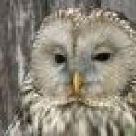 Strix97