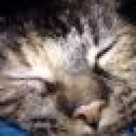 Kittykat