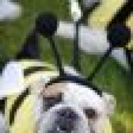bumbledog