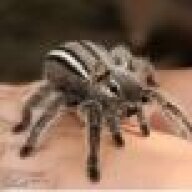 spiderzeter