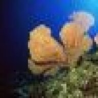 Sea Sponge