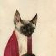 CatShepard