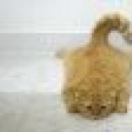 FlatCat