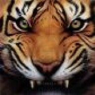RagingTiger