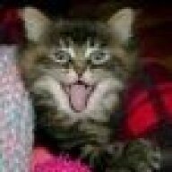 KittyCat